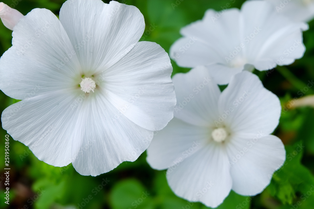 white flower in garden white flower in garden