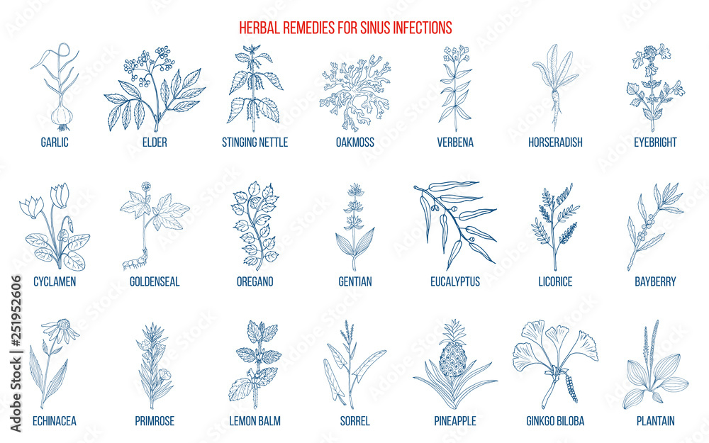 Best medicinal herbs to treat sinus infection Best medicinal herbs to treat sinus infection