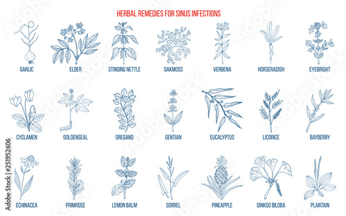 Best medicinal herbs to treat sinus infection
