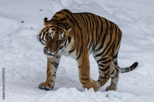 Amur tiger in the snow