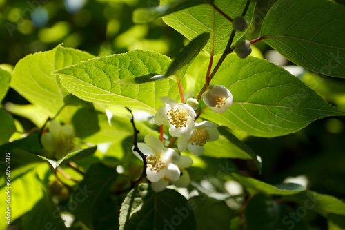 マタタビの花