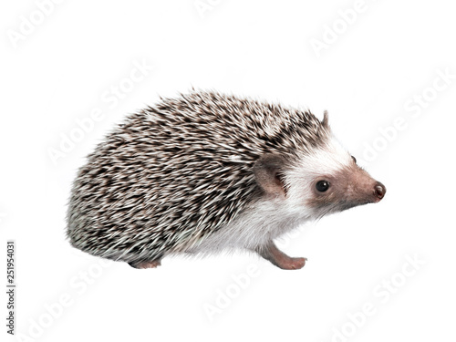 African pygmy hedgehog isolated on white background