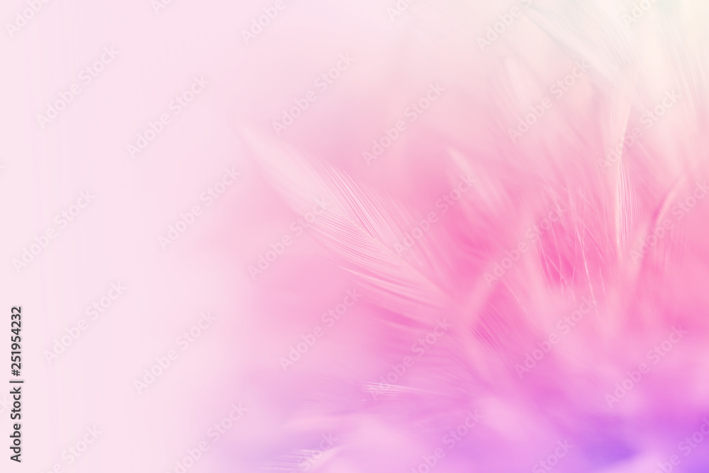 Pastel colored of chicken feathers in soft and blur style for the background Pastel colored of chicken feathers in soft and blur style for the background