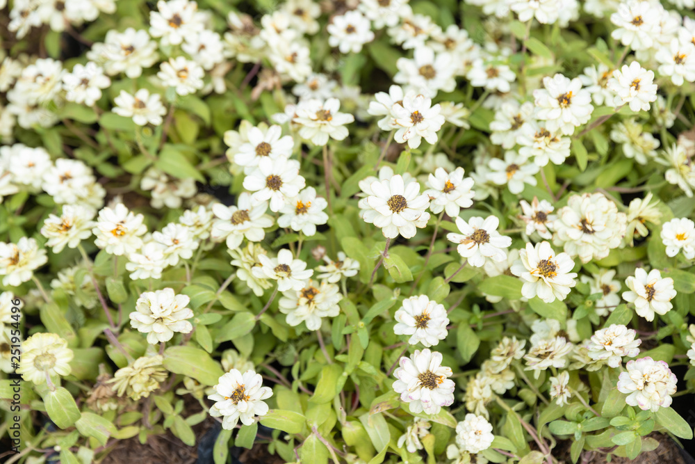 field of White Small Alyssum Flowers. field of White Small Alyssum Flowers.