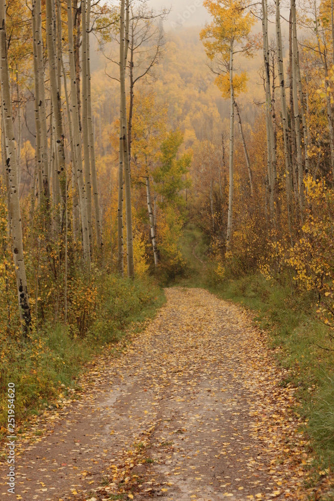Fototapeta premium Autumn Road
