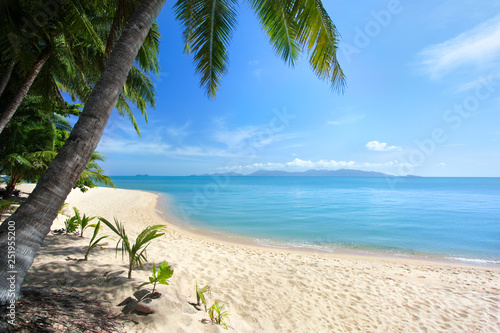 Fototapeta Naklejka Na Ścianę i Meble -  Lonely white sand beach, green palm trees, blue sea, bright sunny sky, white clouds background, paradise tropical island in ocean relax vacation tourist poster, exotic travel banner design, copy space