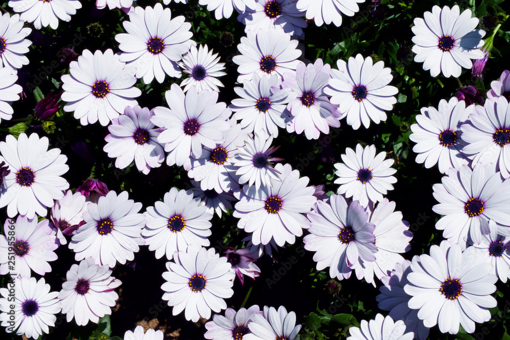 White daisy flowers field (African daisy or Osteospermum ecklonis or Cape marguerite). Top view (flat lay) White daisy flowers field (African daisy or Osteospermum ecklonis or Cape marguerite). Top view (flat lay)
