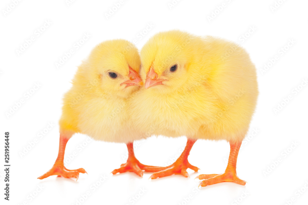 chicks in front of white background. chicks in front of white background.