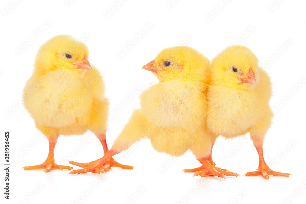 Group of chickens isolated on a white background