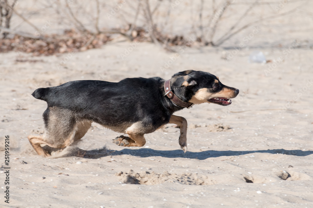A young dog Jagdterrier Smooth-haired breed walks on a sunny afternoon with a girlfriend on a sandy beach and grass near the water. A young dog Jagdterrier Smooth-haired breed walks on a sunny afternoon with a girlfriend on a sandy beach and grass near the water.