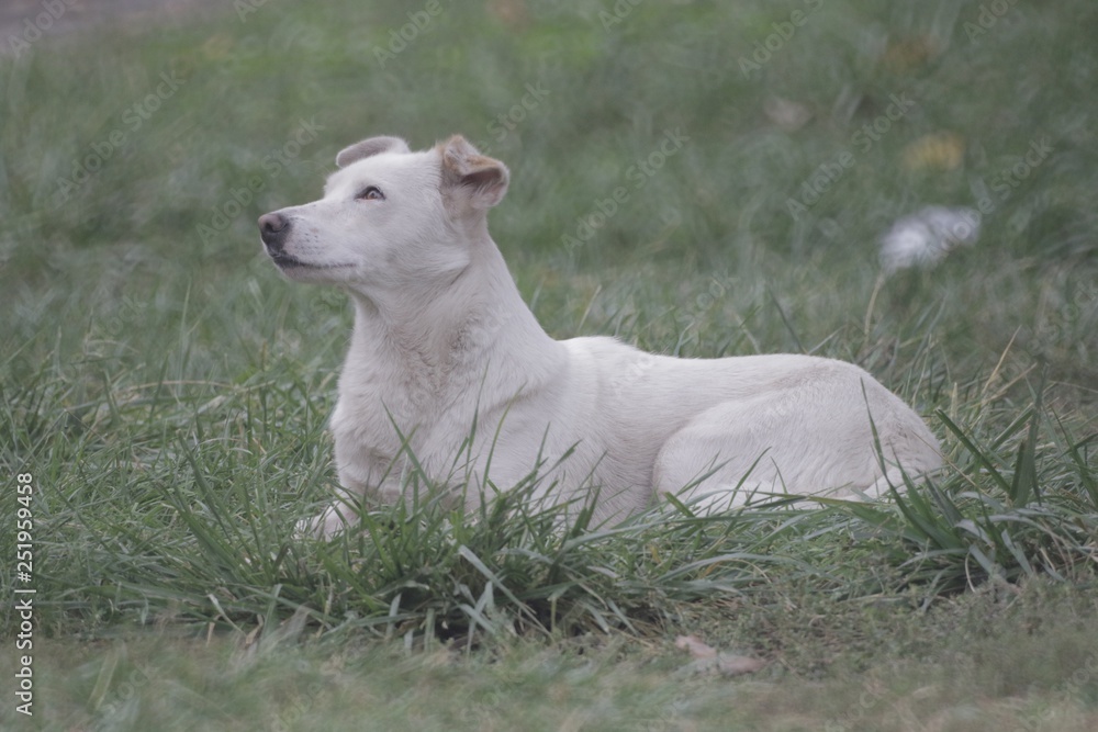 White, large dog breed companion dog lies on the grass, closeup portrait on the background of grass White, large dog breed companion dog lies on the grass, closeup portrait on the background of grass