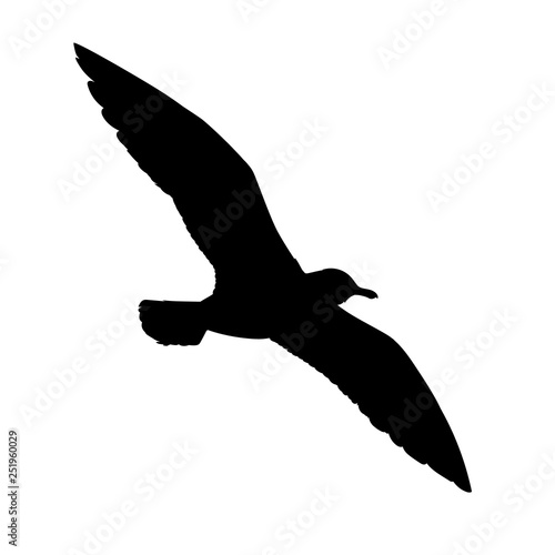 Flying seagull silhouette. Vector illustration in monochrome style on white background. Element for your design. Bird black shape. European Herring Gull