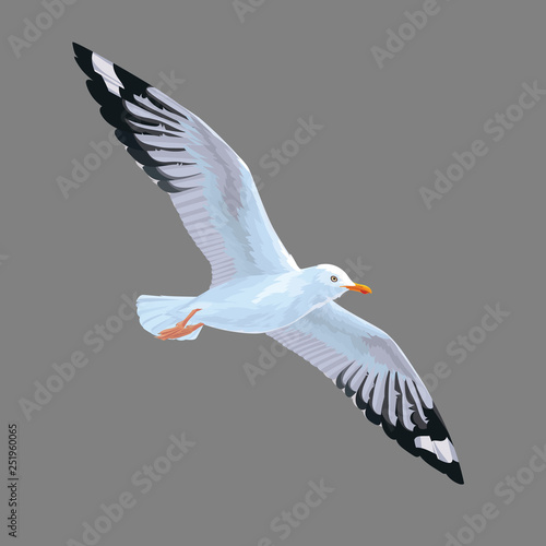 Realistic bird Seagull isolated on a grey background. Vector illustration of European Herring Gull.