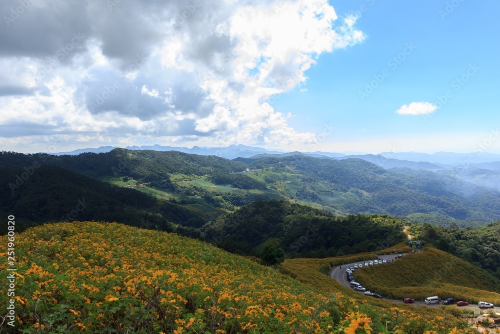 Fototapeta premium Beautiful mexican sunflower on the mountains in Thailand