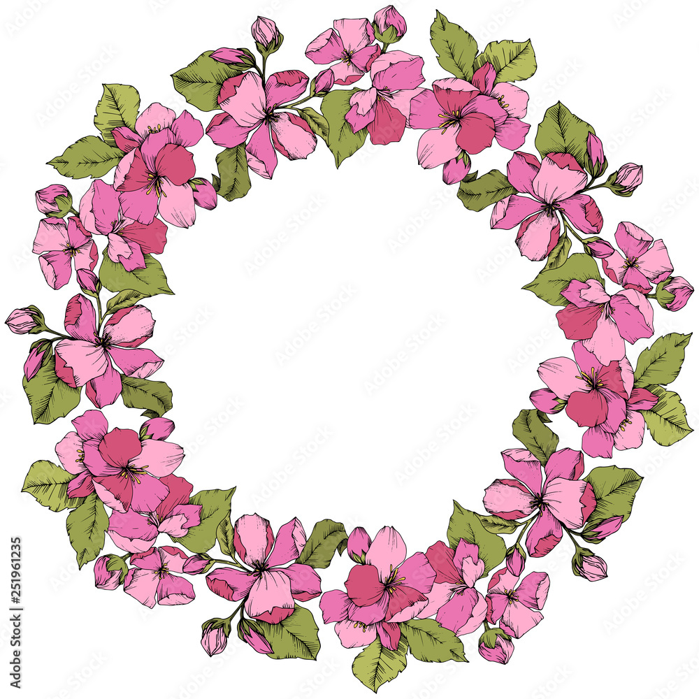Vector Pink Apple blossom floral botanical flower. Engraved ink art. Frame border ornament square on white background. Vector Pink Apple blossom floral botanical flower. Engraved ink art. Frame border ornament square on white background.