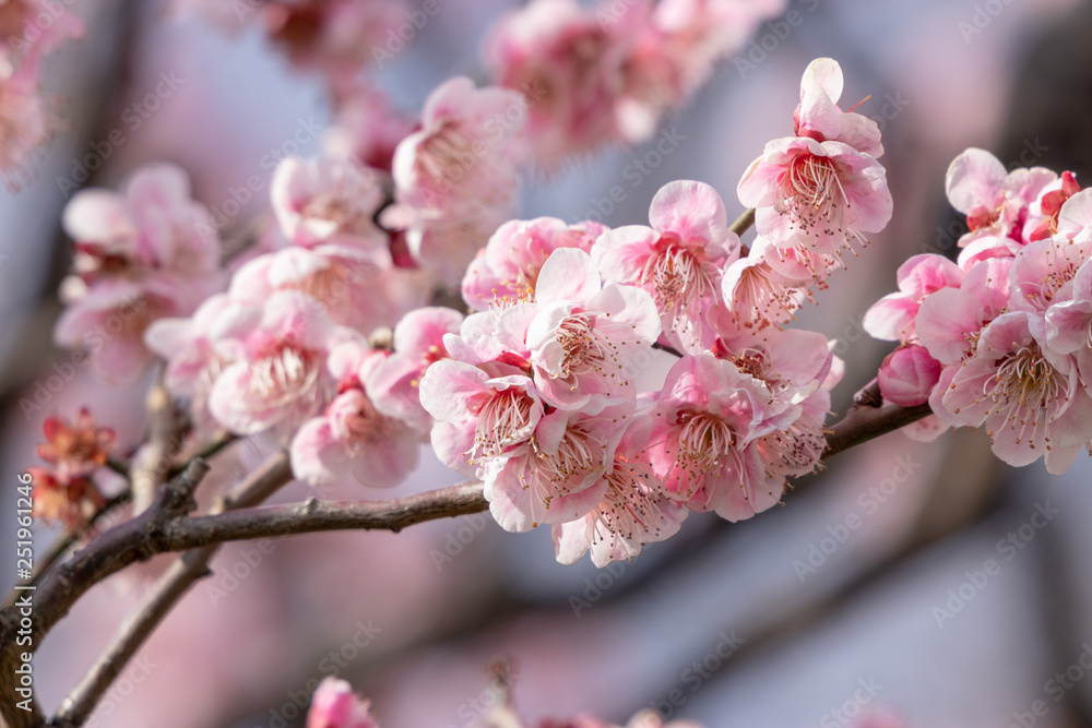 Fototapeta premium Plum blossoms at Sumida Park, Taito Ward, Tokyo, Japan