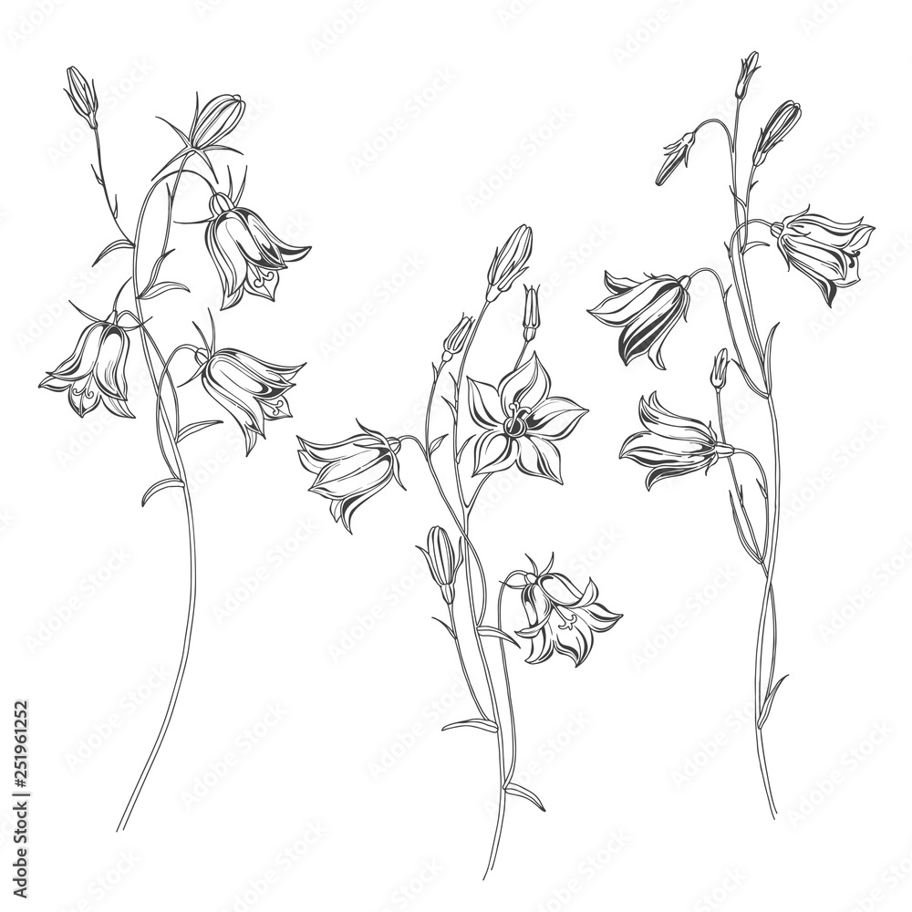 Bluebell flowers. Sketch. Hand drawn outline vector illustration, isolated  floral elements for design on white background. Stock Vector