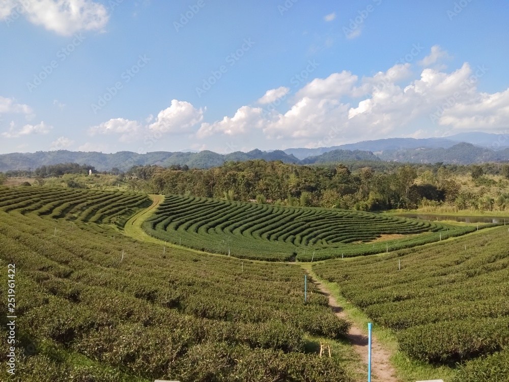Beautiful tea plantation on the mountain