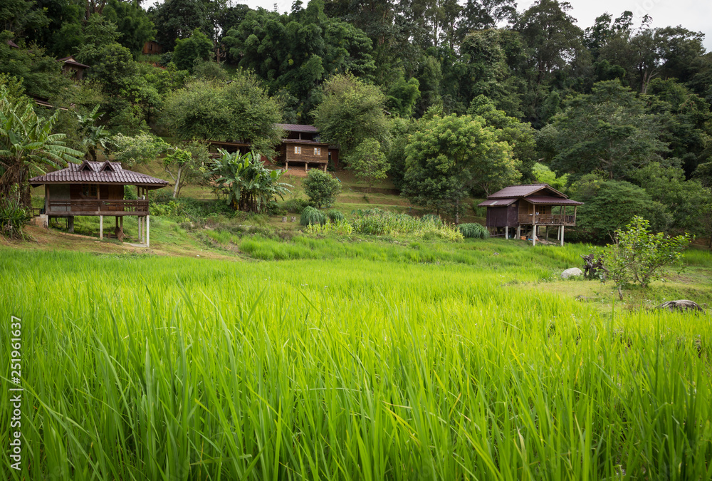 Rice fields and nature at Mae Klang Luang, Doi Inthanon,Chiang Mai,Thailand Rice fields and nature at Mae Klang Luang, Doi Inthanon,Chiang Mai,Thailand