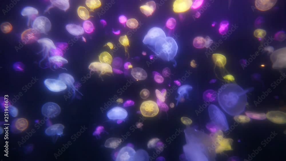Colorful jellyfish Colorful jellyfish