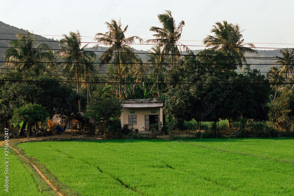 Farm house surrounded by palm trees and green rice fields