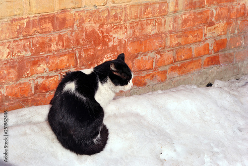 Black and white cat sitting near red brick wall on white snow, side view