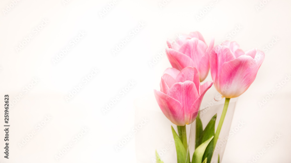 Spring flower pink tulips bouquet isolated on white background.