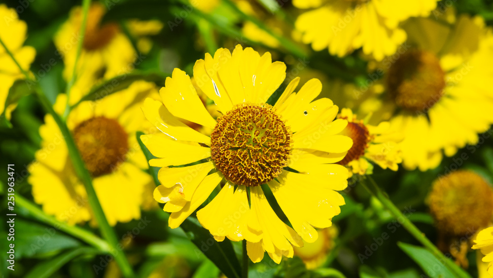 Common sneezeweed or Helenium autumnale yellow flowers close-up at flowerbed, selective focus, shallow DOF Common sneezeweed or Helenium autumnale yellow flowers close-up at flowerbed, selective focus, shallow DOF