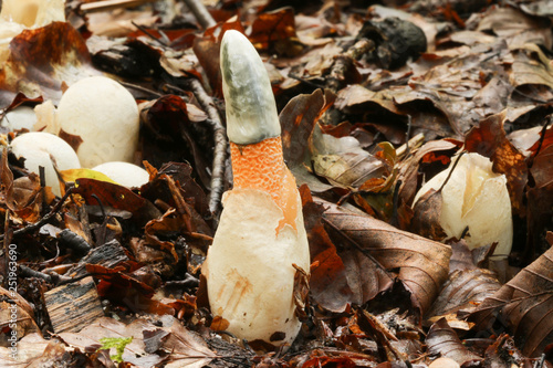 A Dog Stinkhorn mushroom (Mutinus caninus) growing out of the forest floor. photo