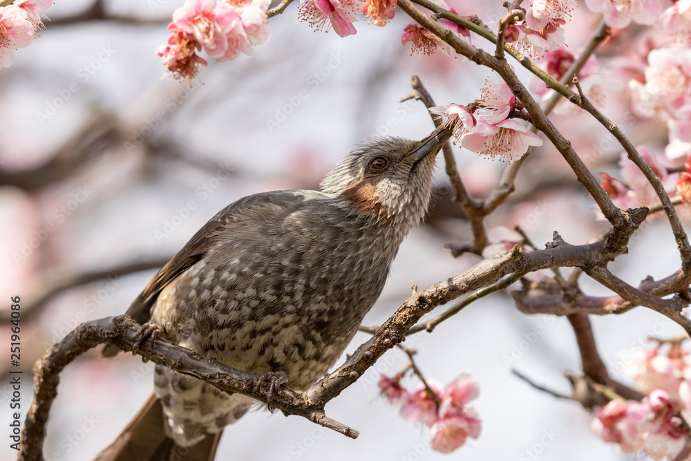 Plum flowers and brown ears of Sumida Park, Taito Ward, Tokyo, Japan Plum flowers and brown ears of Sumida Park, Taito Ward, Tokyo, Japan