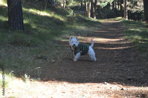 West Highland White Terrier Enjoying A Field Day With His Camouflage Coat In The Mountain Range Of Gredos. Nature, Animals, Landscapes. December 21, 2014. Navarredonda, Avila, Spain.