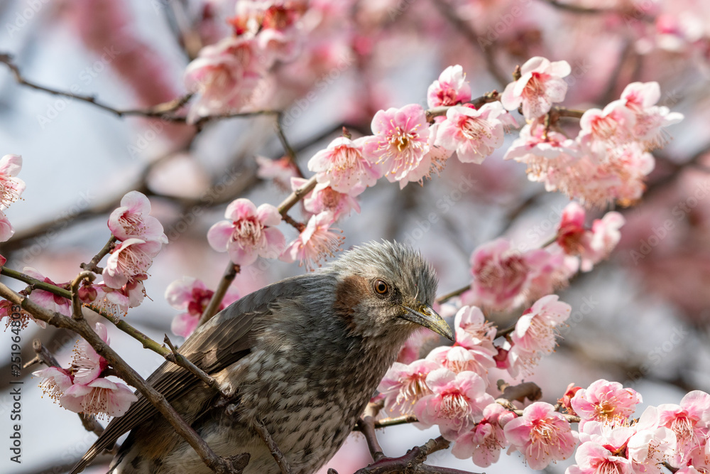 Plum flowers and brown ears of Sumida Park, Taito Ward, Tokyo, Japan Plum flowers and brown ears of Sumida Park, Taito Ward, Tokyo, Japan