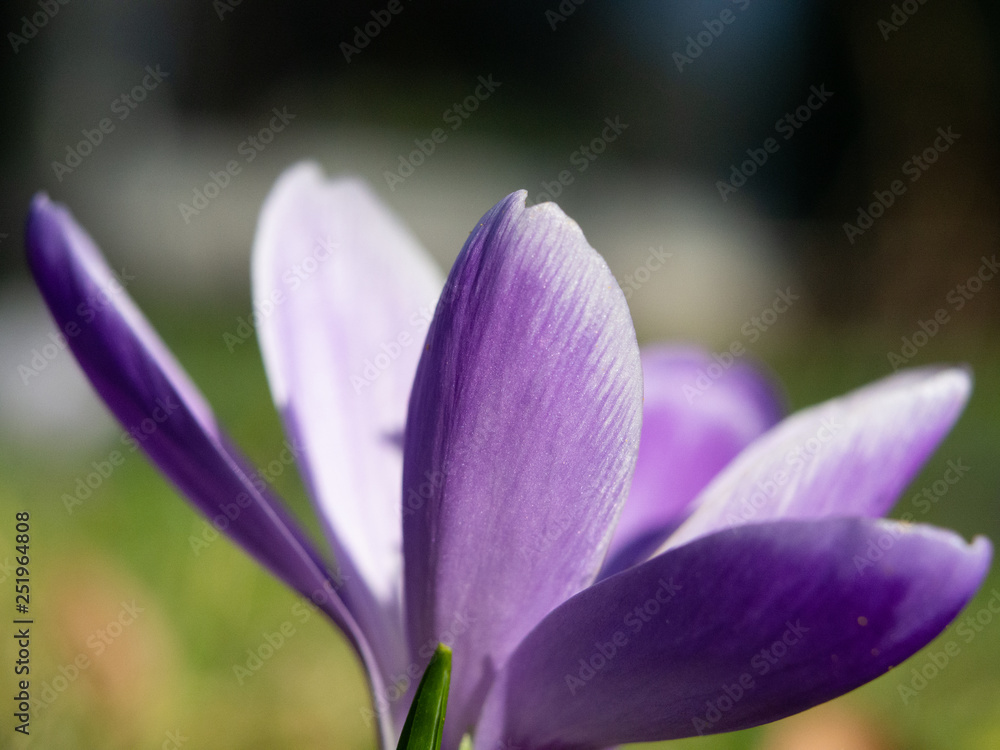 Purple crocus wild flower close up Purple crocus wild flower close up