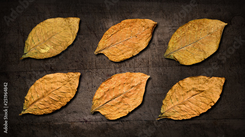 Dry tobacco leaves