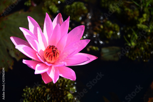 Blooming lotus flower in pond  Pink Lotus