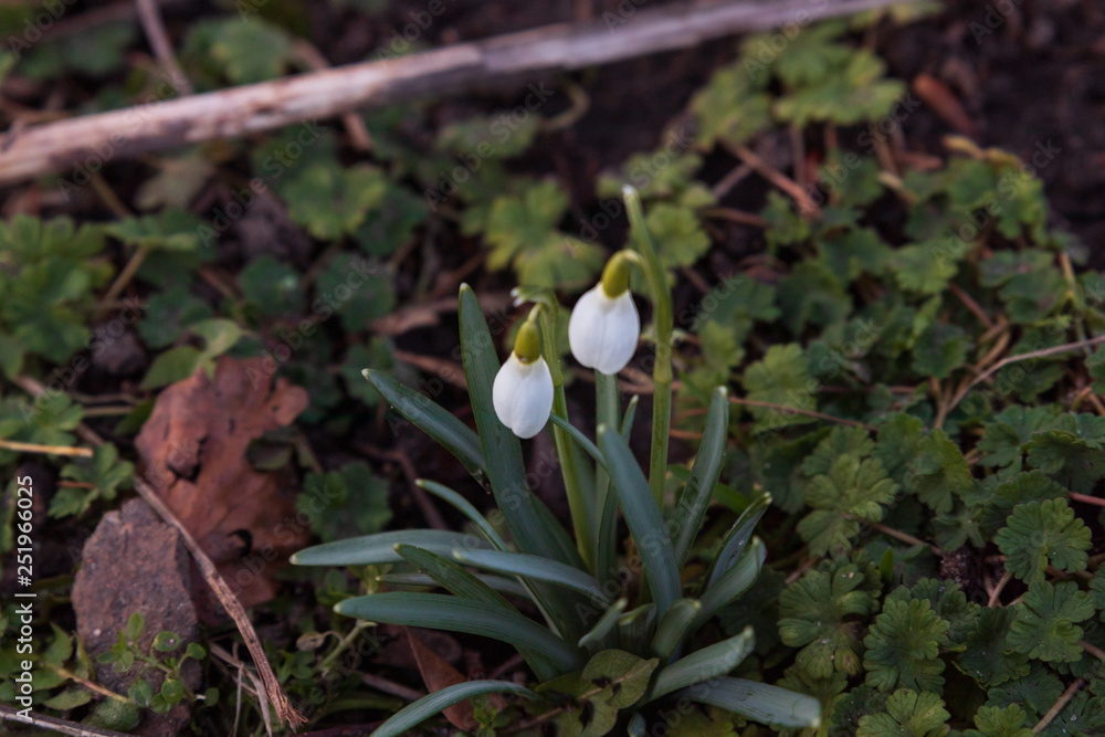 Galanthus nivalis, snowdrop flower close up. View from above and down. Early sign of spring. Galanthus nivalis, snowdrop flower close up. View from above and down. Early sign of spring.