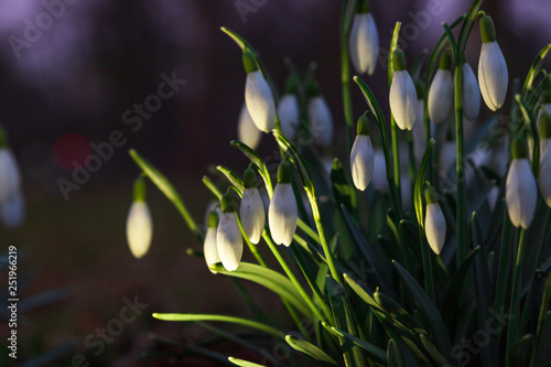 Galanthus nivalis, snowdrop flower close up. Isolated from the background. Light from below in a park in southern Sweden. Early sign of spring.