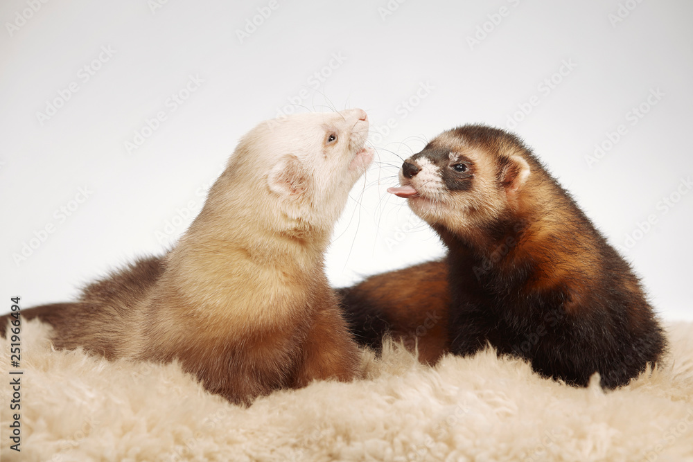 Pet and friend - Ferret couple posing in studio Pet and friend - Ferret couple posing in studio