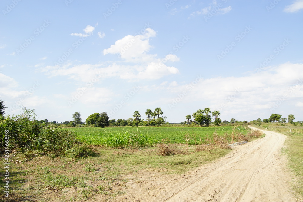 field of Myanmar