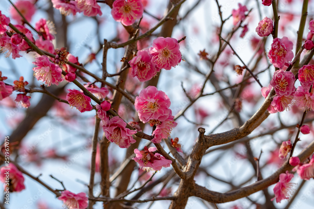 Plum blossoms at Sumida Park, Taito Ward, Tokyo, Japan Plum blossoms at Sumida Park, Taito Ward, Tokyo, Japan