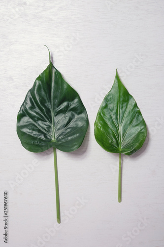 leaf on vintage background