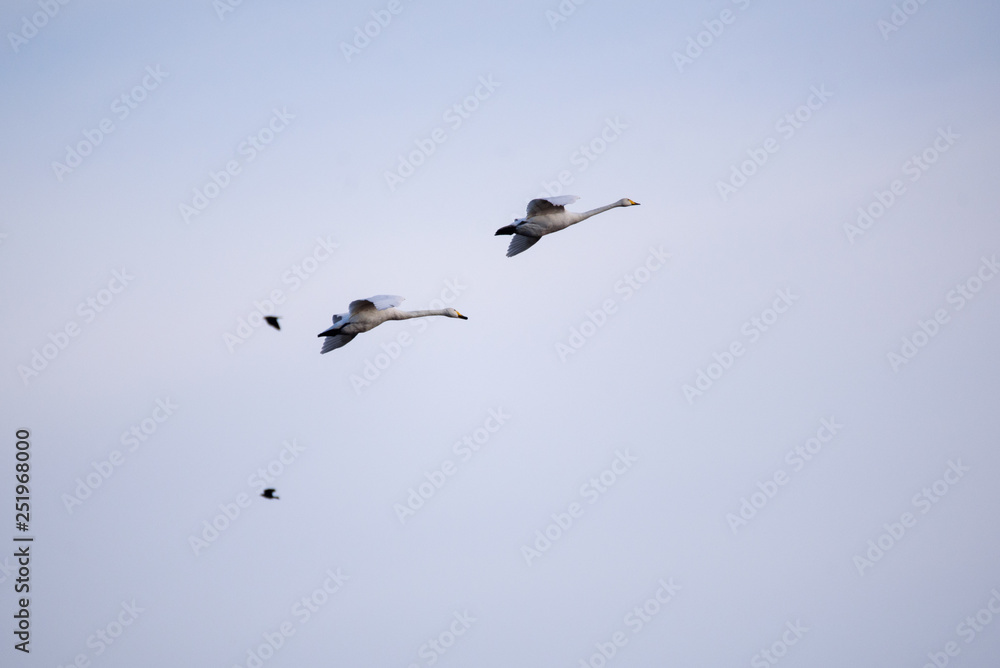 Whooper swans (Cygnus cygnus) flying in the sky over field at countryside.