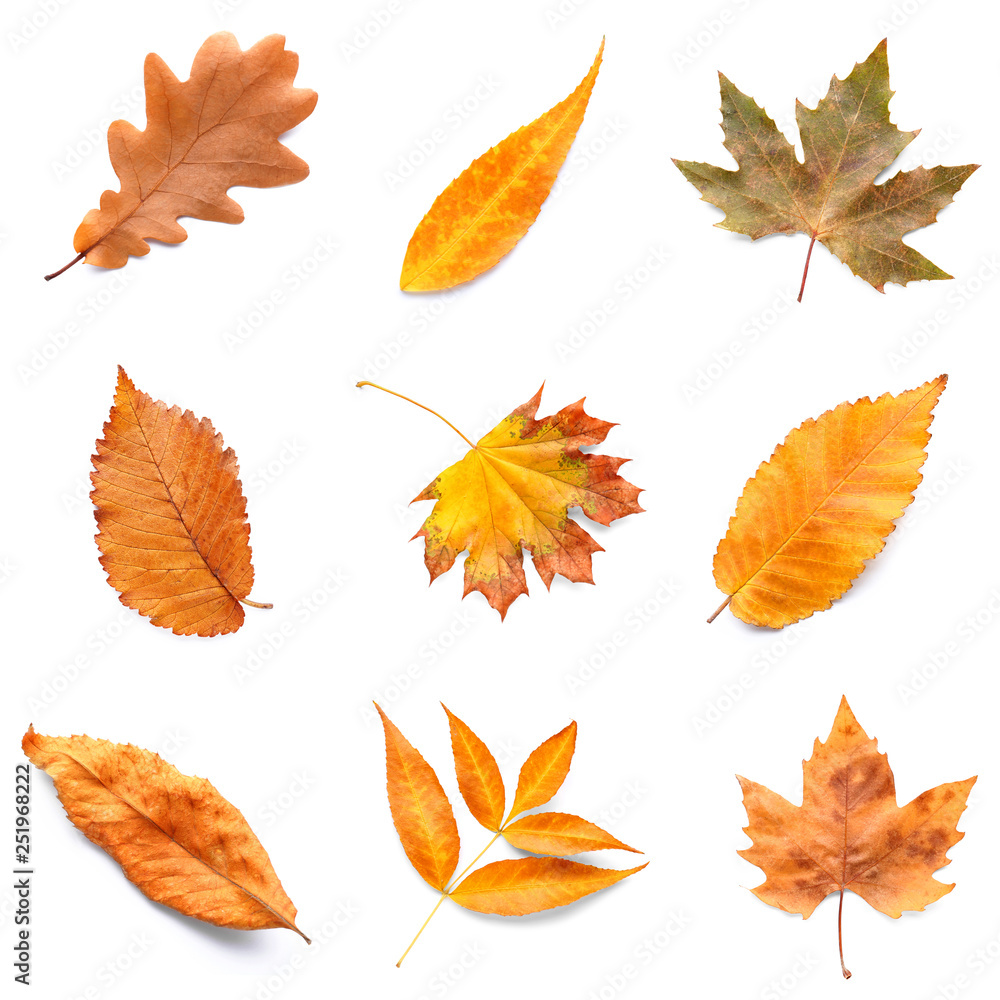 Fototapeta premium Different autumn leaves on white background