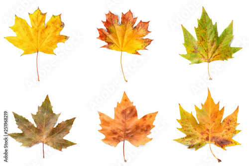 Different maple leaves on white background