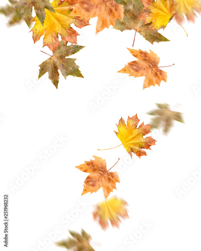 Falling leaves on white background