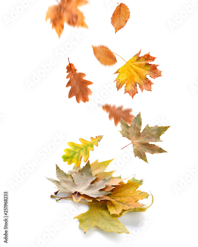 Falling leaves on white background