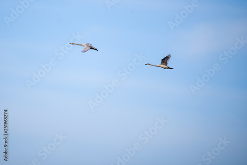 Whooper swans (Cygnus cygnus) flying in the sky over field at countryside.