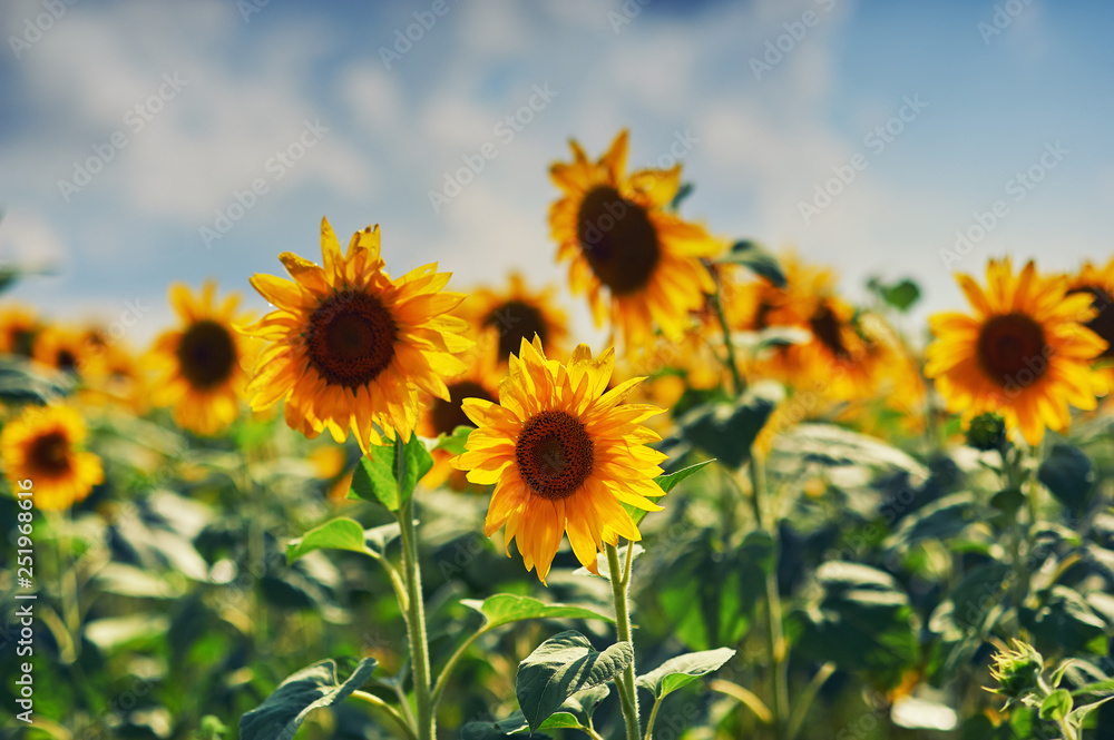 Obraz premium Flowers sunflower close up