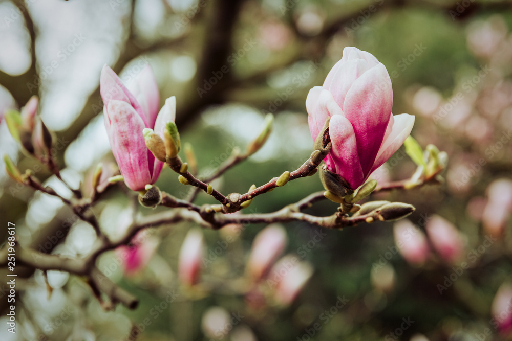 Obraz premium Magnolia flower