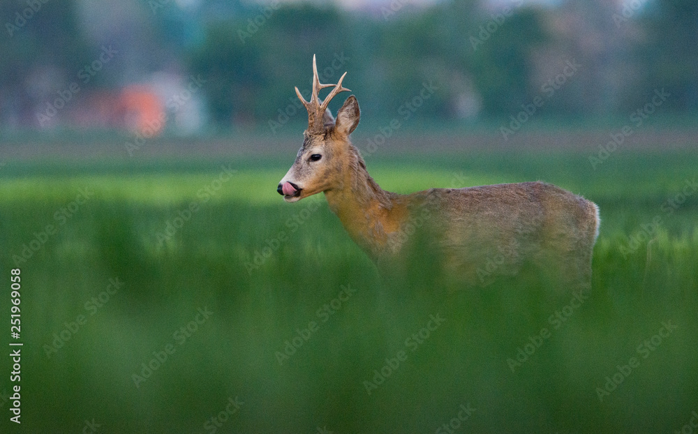Roe deer on the green grass Roe deer on the green grass